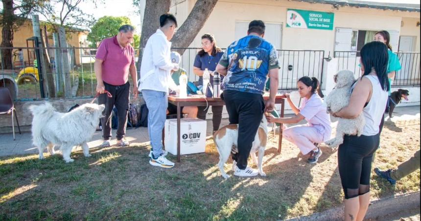 Jornada antirraacutebica en Pico- vacunaron a maacutes de 1700 perros y gatos