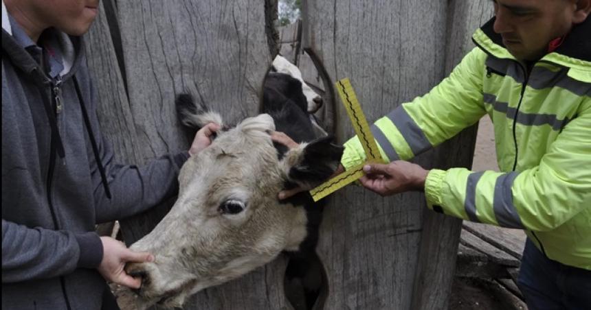 Recuperan 28 vacas robadas y hay 5 detenidos en Victorica