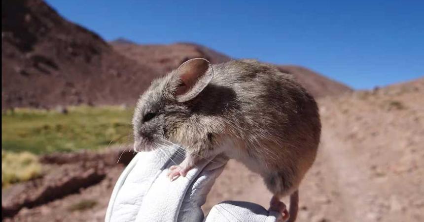 iquestLos mamiacuteferos podriacutean vivir en Marte Unos pequentildeos ratones develaron el misterio