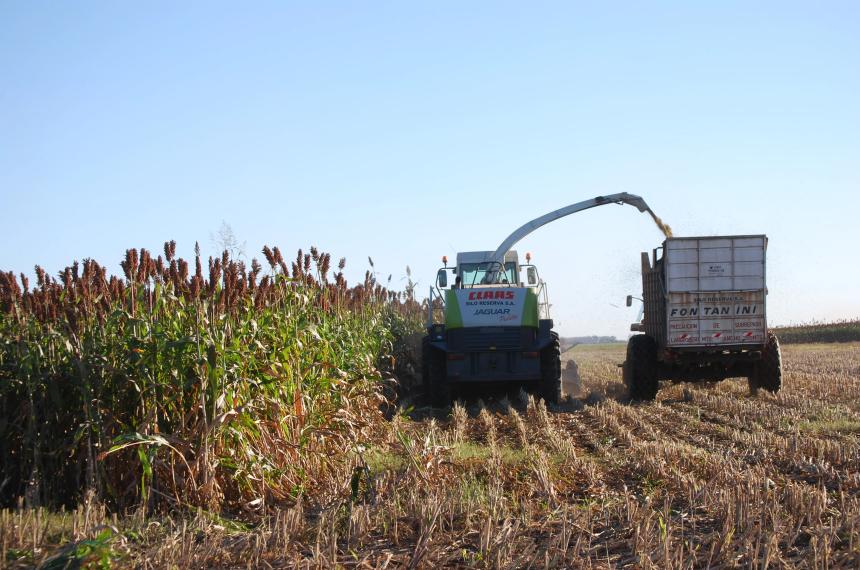 Sorgo forrajero- especie clave en la recomposicioacuten de la cadena