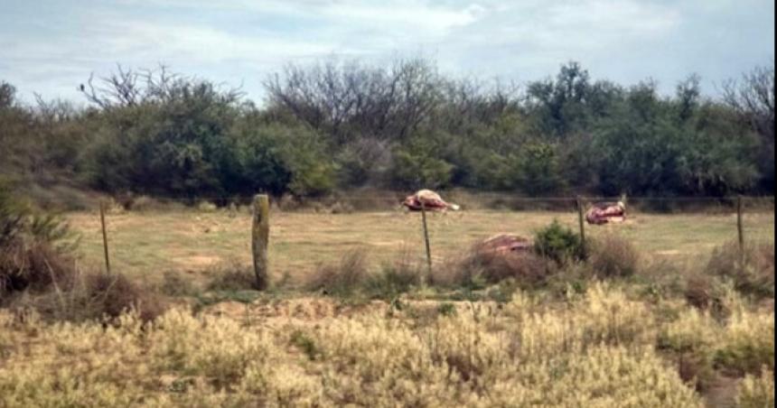 Denuncian abigeato en un campo sobre la ruta 35