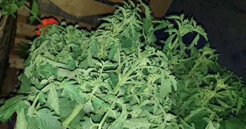 Senasa decomisoacute maacutes de 5000 plantines sin documentacioacuten 