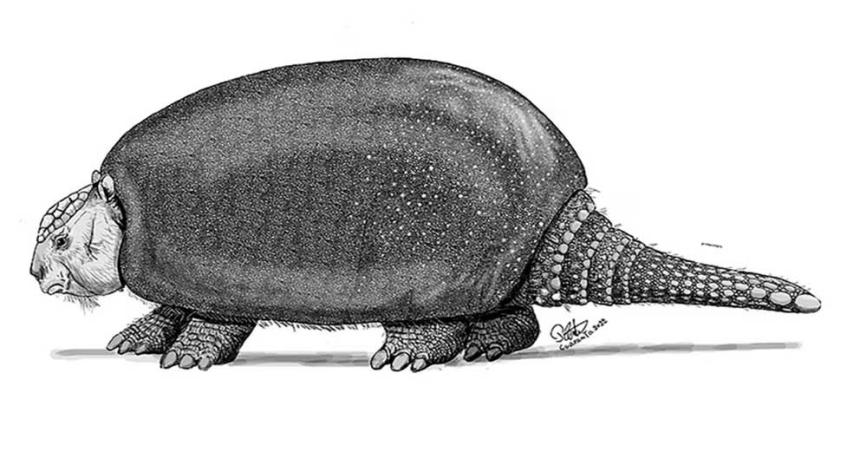 Descubrieron una nueva especie de gliptodonte en Argentina