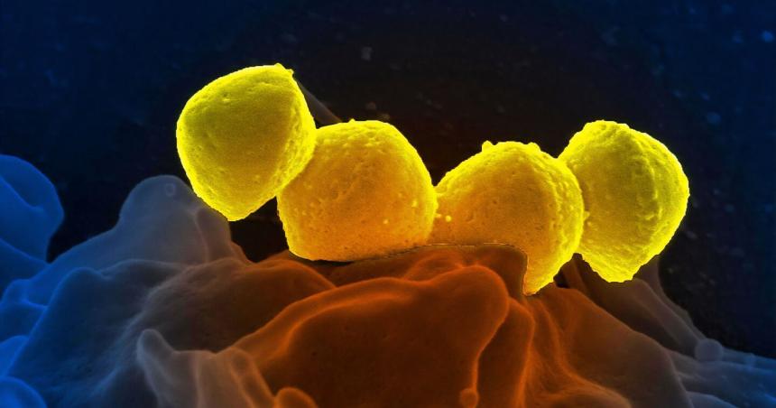 Streptococcus- datos estado de situacioacuten y recomendaciones