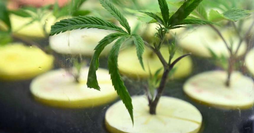 La ANMAT autorizoacute el primer cannabis medicinal en el paiacutes 