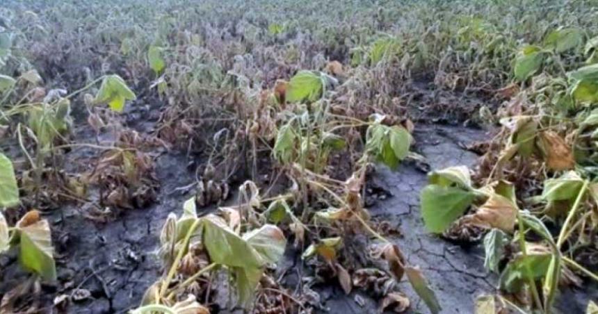 La merma en la cosecha de trigo provoca peacuterdidas millonarias para Argentina