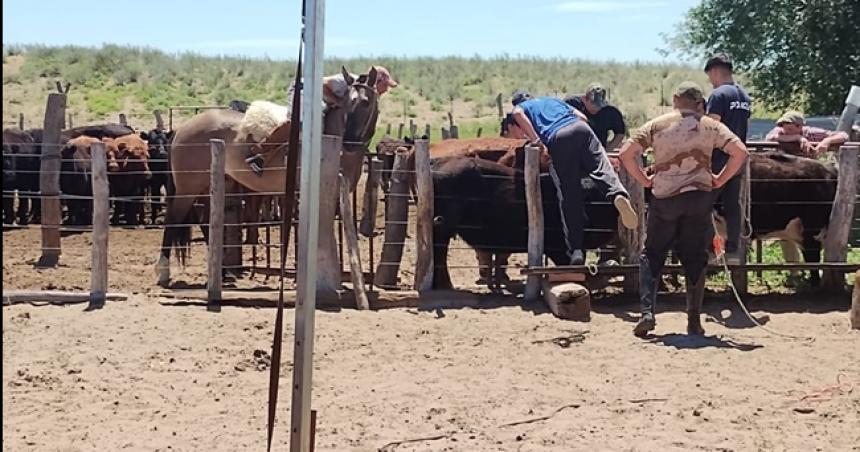 Otro allanamiento en un campo de San Luis por el robo de hacienda 