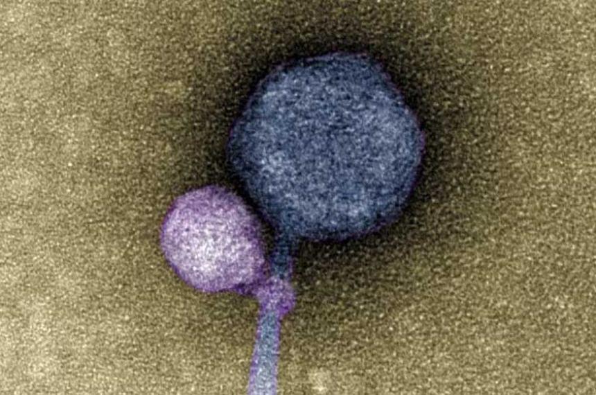 Queacute son los virus vampiro y por queacute pueden ser clave en desarrollar nuevas terapias