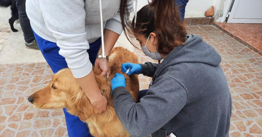 Reanudan en Pico campantildea contra la garrapata y vacunacioacuten antirraacutebica