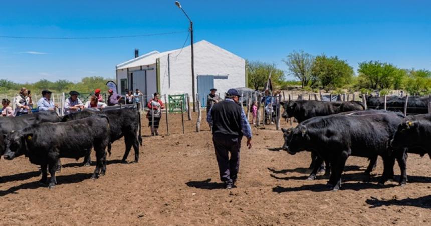 Estacioacuten Experimental de Santa Isabel entregoacute toros a productores de la zona