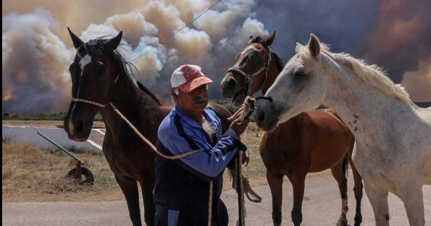 Aplican medidas sanitarias en caballos para frenar la propagacioacuten de un virus