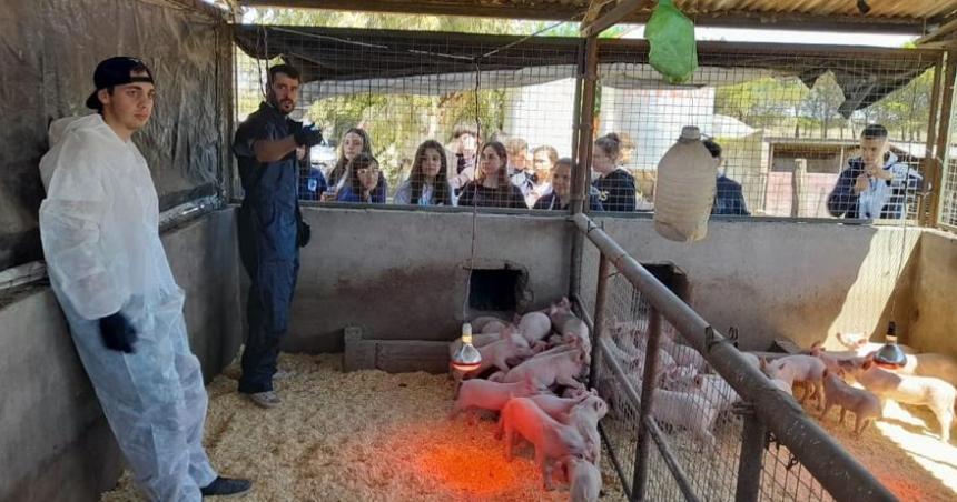 Geneacuteticas porcinas- mayor calidad y menores costos