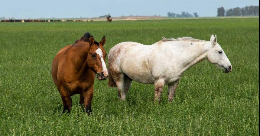 Investigan un caso sospechoso de encefalomielitis equina en La Pampa