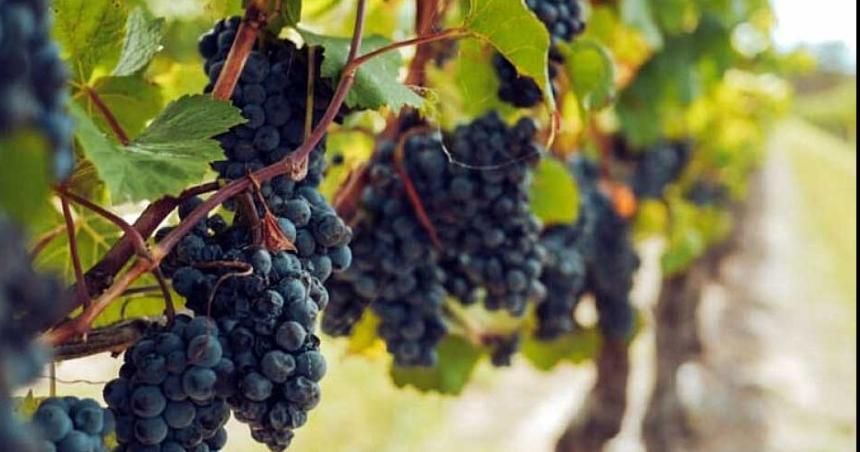 Catorce provincias argentinas ya son productoras de vino- iquestboom de exportaciones en 2024