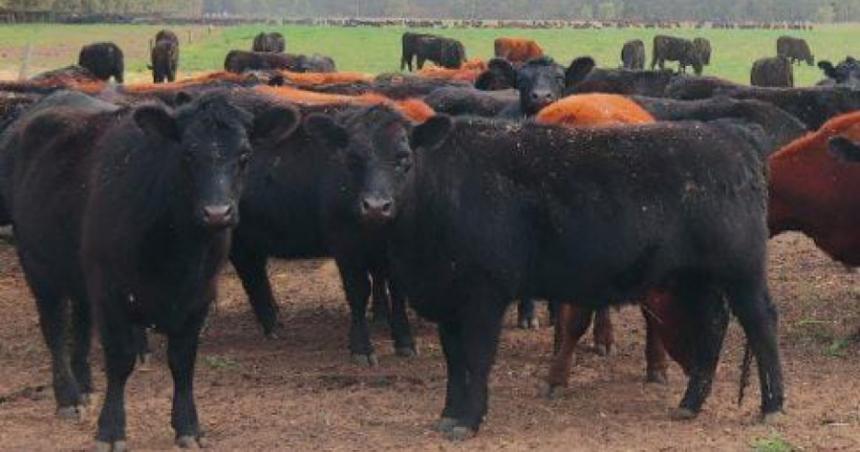 Confirman casos de carbunco animal en el norte