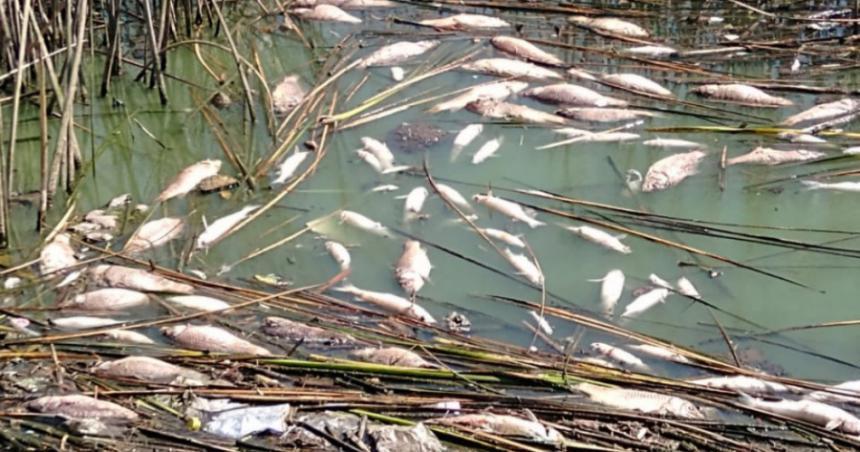 Verifican mortandad de peces en la laguna