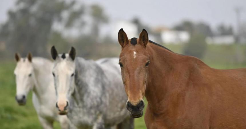 Nuevos focos de encefalitis equina