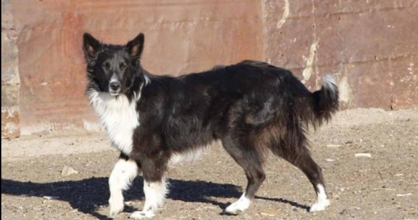 Maltrato animal- castroacute el perro de la vecina y deberaacute pagar los gastos de la veterinaria