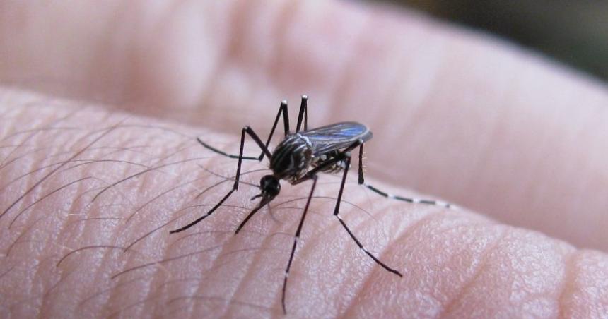 Piden reforzar los cuidados para la prevencioacuten del dengue