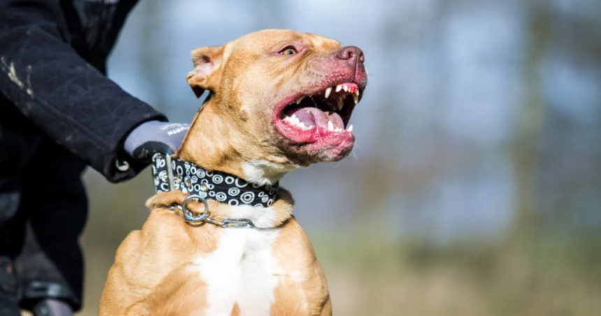 Feroz pelea de perros Pitbull en medio de una embarazada y dos nintildeos