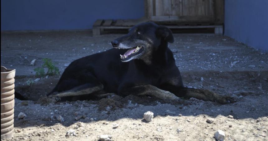 El Refugio Canino de Pico tiene 150 perros en adopcioacuten