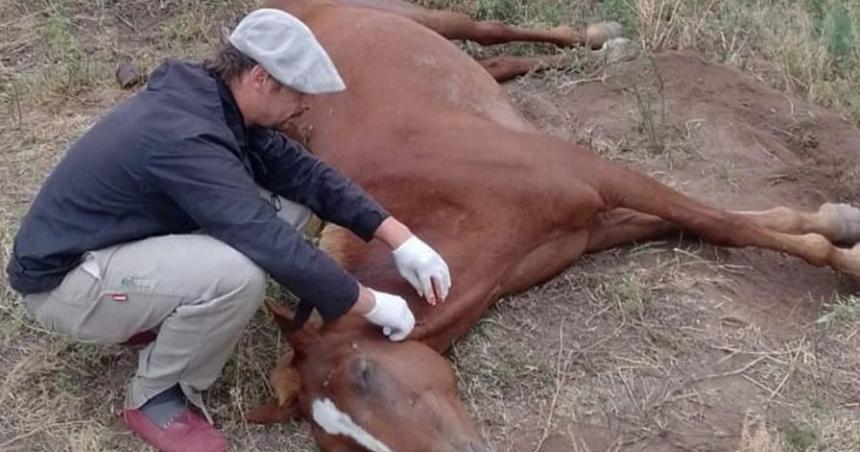 La Pampa- ya hay 31 casos detectados de encefalitis equina