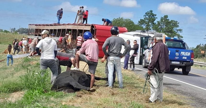 Volcoacute camioacuten pampeano con 50 vacas y faenaron 10 animales en la banquina