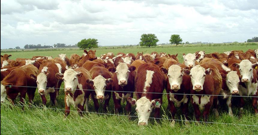 Ganaderiacutea- Pautas para la implantacioacuten de pasturas perennes