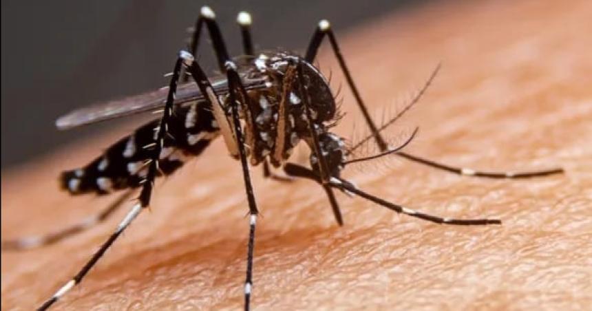 Dengue- Salud actualizoacute el estado de situacioacuten en La Pampa