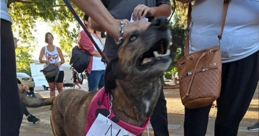 Pico- proteccionistas marcharon contra el maltrato animal