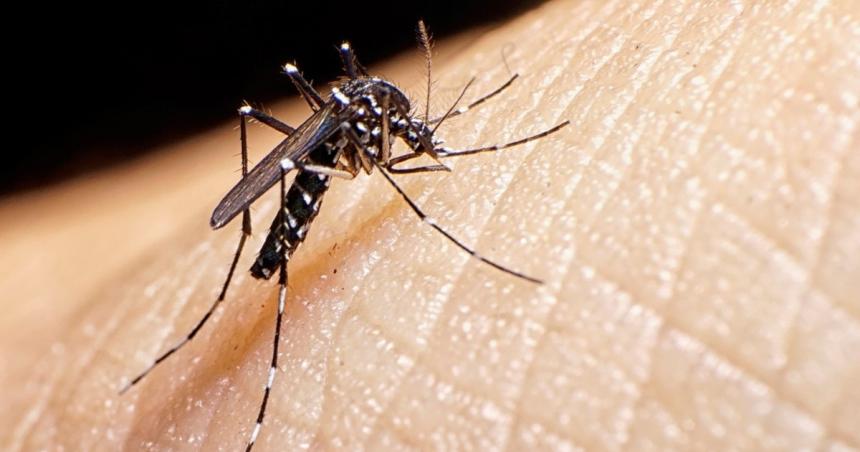 Por ahora la provincia de La Pampa no tiene casos autoacutectonos de dengue 