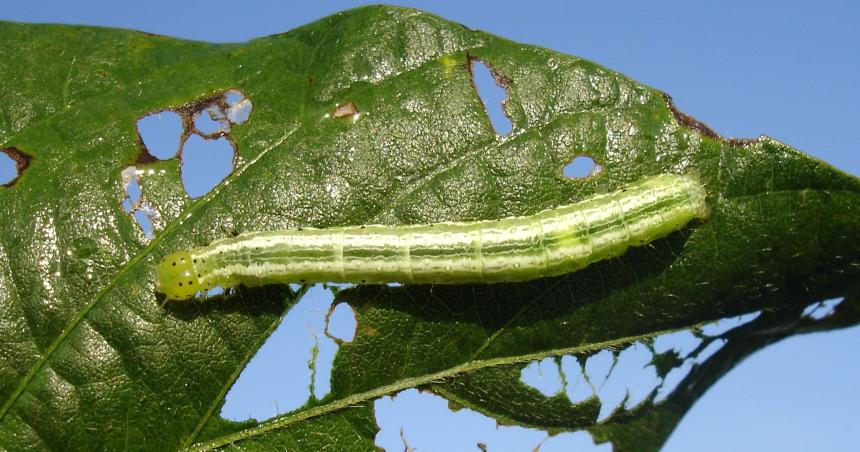 Insectos maacutes comunes en soja