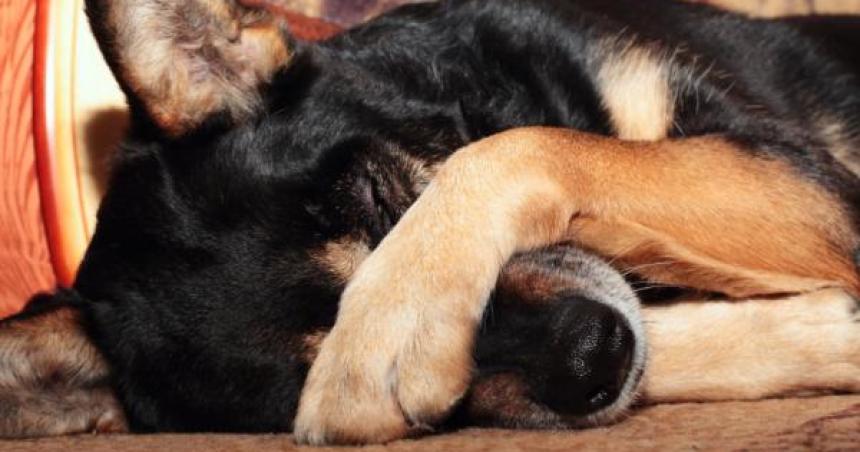 Ya suman veinte los perros con signos de envenenamiento en Catriloacute