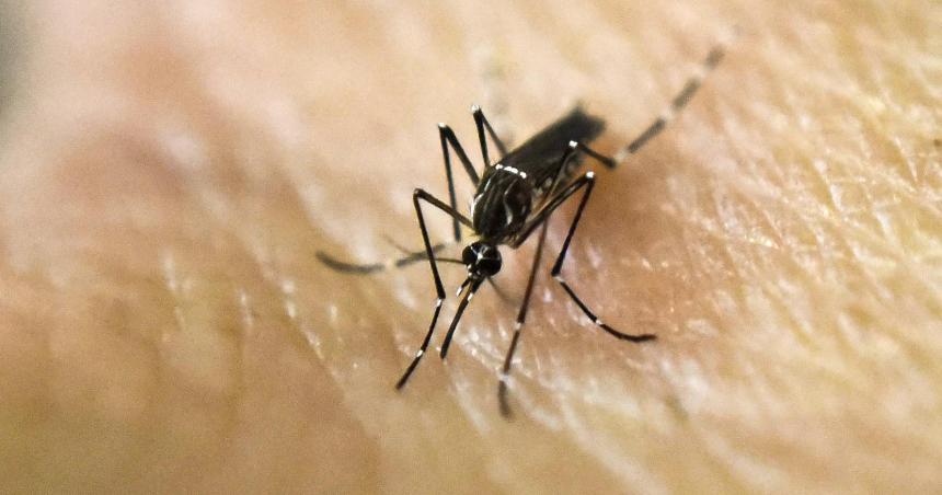 La Pampa tiene 10 casos confirmados de dengue en lo que va de 2024
