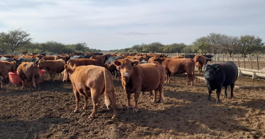 Aumentan los montos de los creacuteditos a pequentildeos productores ganaderos