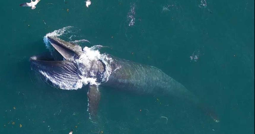 Un foacutesil olvidado reveloacute que el origen de las ballenas gigantes fue en el hemisferio sur