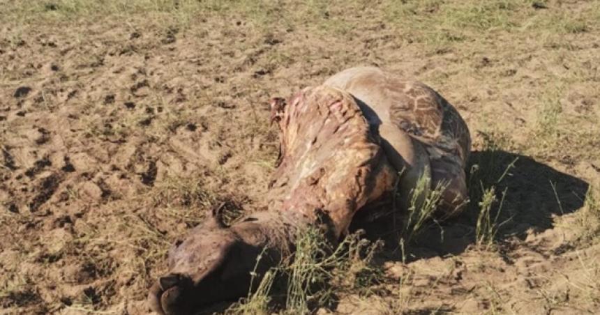 Faenaron cuatro vaquillonas prentildeadas en Anguil 