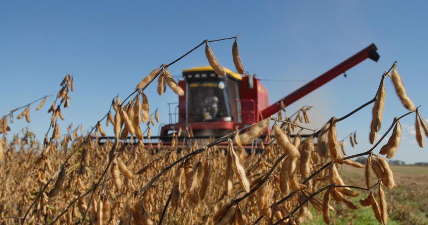 La soja se hundioacute a su menor nivel desde 2021- Argentina entre las causas del desplome
