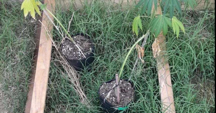 Dos mujeres demoradas con plantas de marihuana robadas