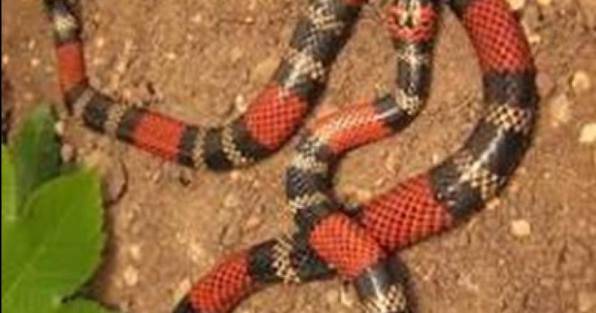 Una beba fue picada por una serpiente de coral en 25 de Mayo