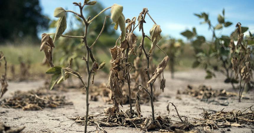 Calor sin lluvias- la Federacioacuten Agraria pide que difieran el pago de impuestos