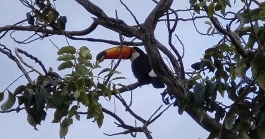 Un tucaacuten en Winifreda
