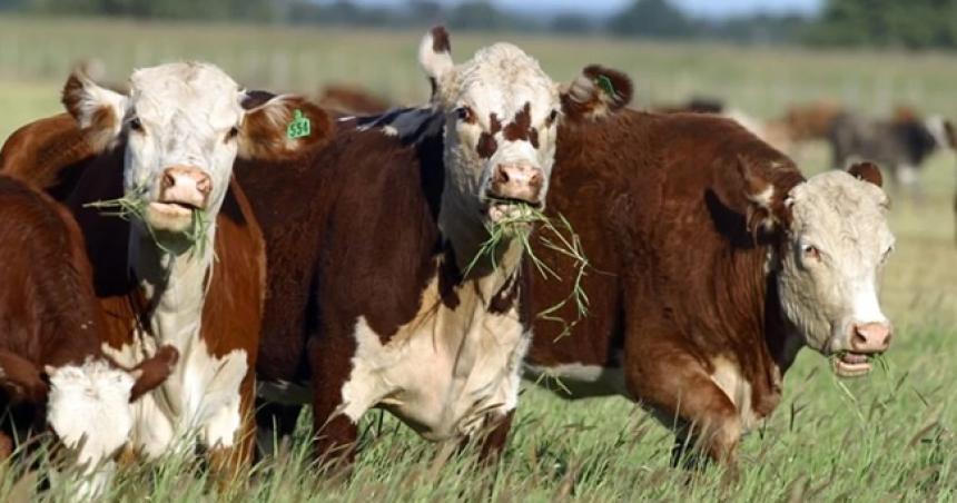 Murieron 28 vacunos por un foco de carbunclo en Unanue