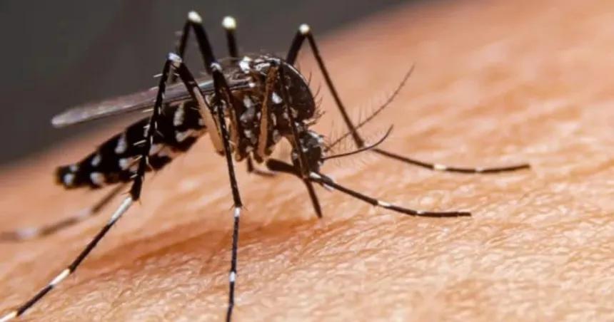 Detectan el primer caso de dengue autoacutectono en La Pampa