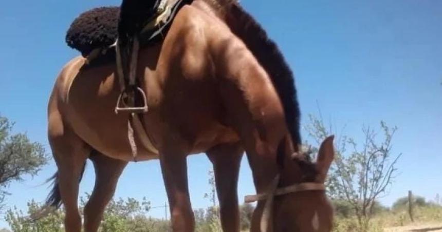 Faenaron un caballo en Toay que era de una chica