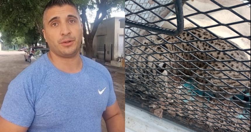 General Pico- gato monteacutes atacoacute a una mujer de 84 antildeos en su casa