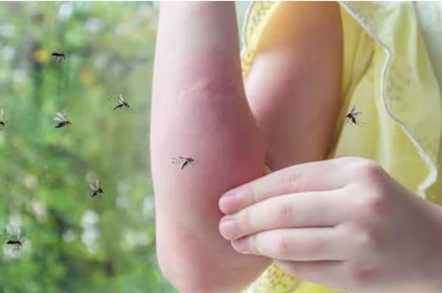 Invasioacuten de mosquitos iquestes normal