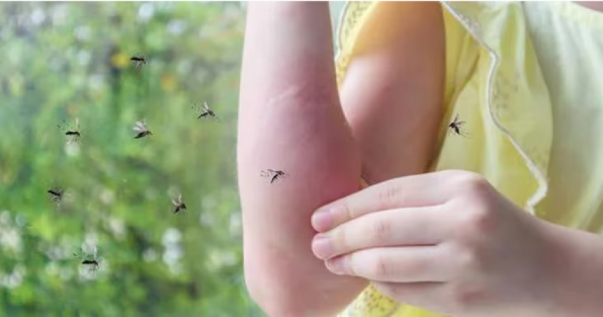 Invasioacuten de mosquitos iquestes normal