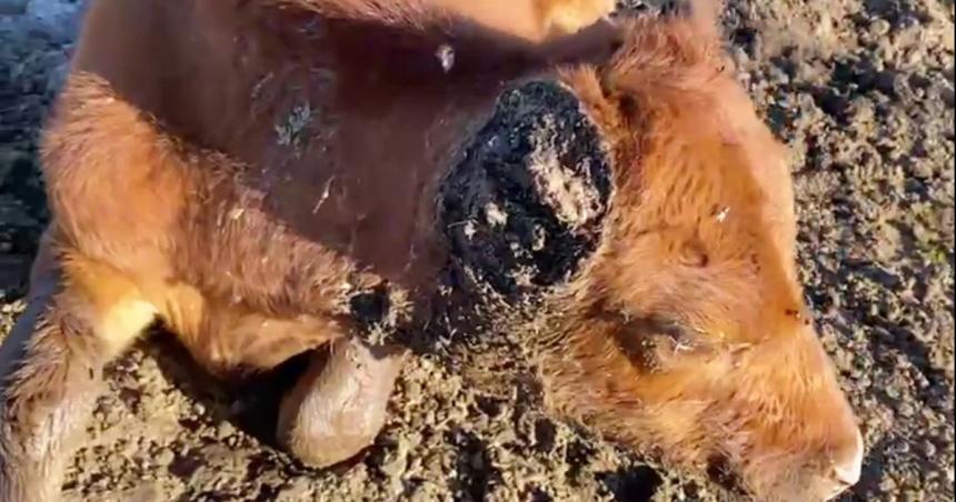 Productores rurales de Teleacuten alertan sobre casos de abigeato y venta clandestina de carne