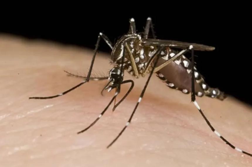 Dengue- dos muertes en Coacuterdoba y maacutes de 7500 casos en Santa Fe y Buenos Aires